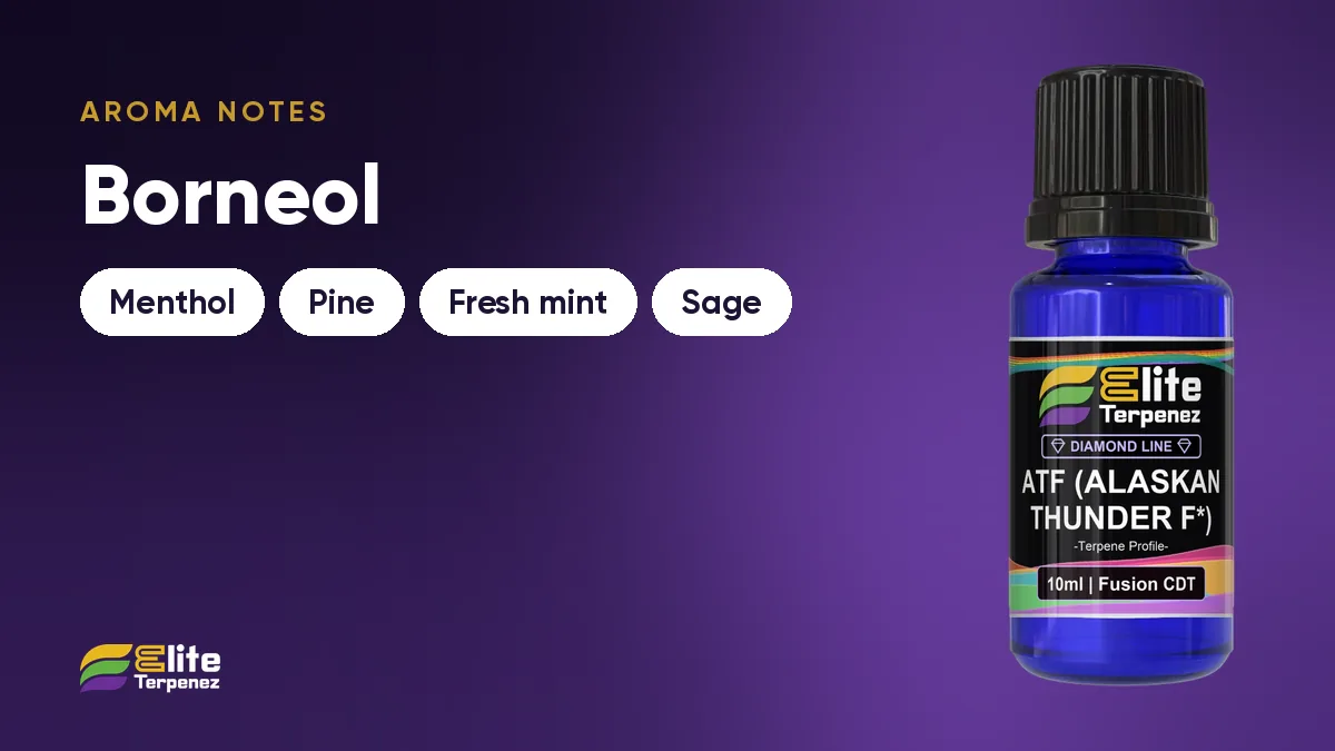 Pine and mint aroma notes card: menthol, pine, fresh mint and sage | Elite Terpenez