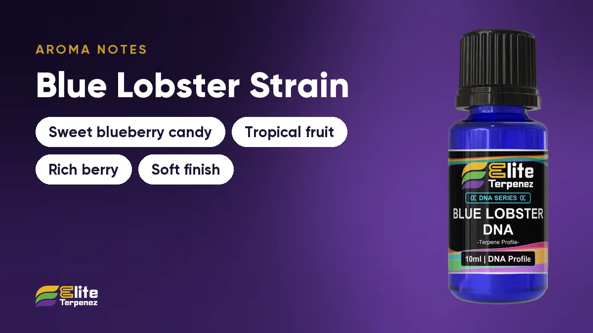 Blue Lobster aroma notes card: sweet blueberry candy, tropical fruit, rich berry and soft finish | Elite Terpenez